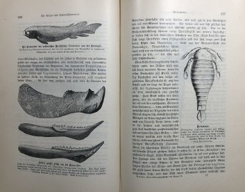 Entwickelungsgeschichte der Natur
