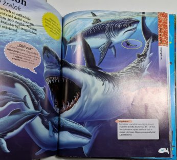 Život v mořích a oceánech