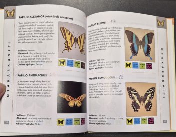 Motýli - obrazový průvodce 18