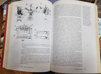 The Age if Dinosaurs in South America