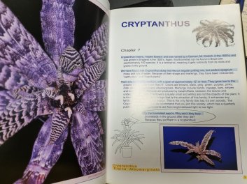 The Book of Bromeliads an Hawaiian Tropical Flowers