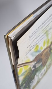 Feathered Dinosaurs - The Origin Birds