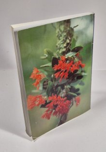 Na lovu mexických orchidejí