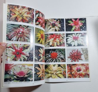Bromeliads - A Guide to the Beautiful Neoregelia