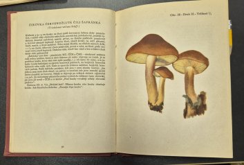 Padesát (50) druhů hub, které doporučujeme sbírati
