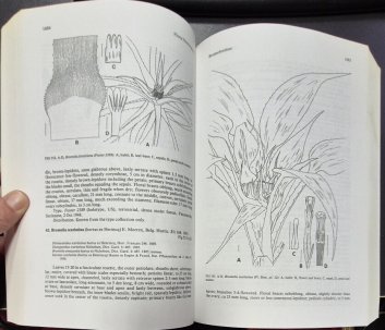 Flora Neotropica Monograph No. 14, Part 3 - Bromelioideae