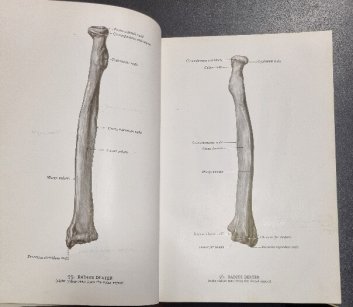Atlas of Human Anatomy