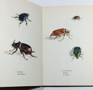 Das kleine Insektenbuch
