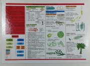 Přehled živé přírody - Botanika - 