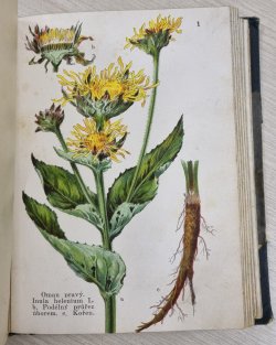 Léčivé rostliny (herbář)