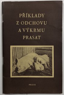 Příklady z odchovu a výkrmu prasat