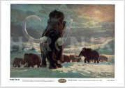 Zdeněk BURIAN - Mamut (Mammuthus primigenius)  (1950) - A4 - 