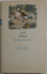 Borovice - 