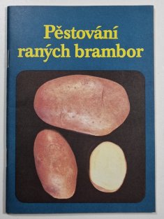 Pěstování raných brambor 