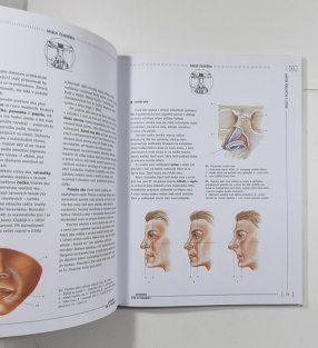 Anatomie člověka pro výtvarníky