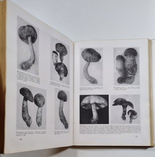 Klíč k určování našich hub hřibovitých a jedlovitých