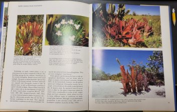 Bromeliads in the Brazilin wilderness
