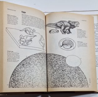 Dinosaur Data Book