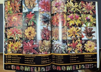 Bromeliads - Next Generation