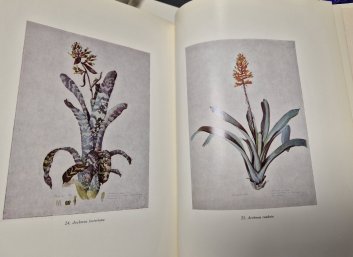 The Bromeliads - Jewels of the Tropics