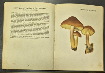Padesát (50) druhů hub, které doporučujeme sbírati
