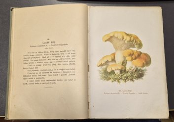 Přírodopis hub
