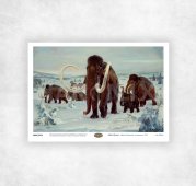 Zdeněk BURIAN - Mamut (Mammuthus promigenius) - s mládětem (1950) - A4  - 