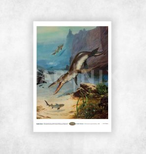 Zdeněk BURIAN - Kronosaurus queenslandicus (1981) - A4 