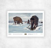 Zdeněk BURIAN - Mammuthus primigenius - hledání potravy pod sněhem (1961) - A4 - 