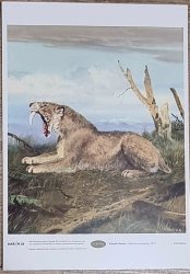 Zdeněk BURIAN - Smilodon neogaeus (1970) - A4 - 