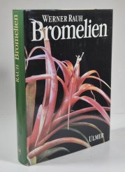 Bromelien - 