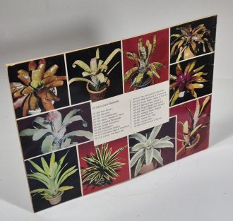 Bromeliads - Tropical Air Plants