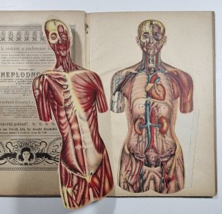 Tělo ženy v obrazech