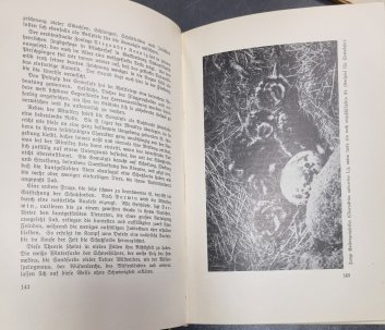 Das Leben der Vögel