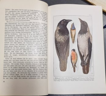 Das Leben der Vögel