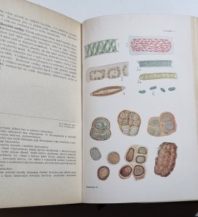 Rostlinopis II. - Nauka o buňce, anatomie rostlin
