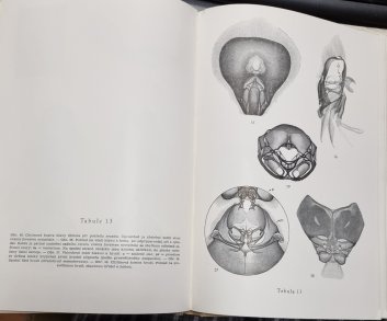 Anatomie, morfologie a fysiologie včely medonosné
