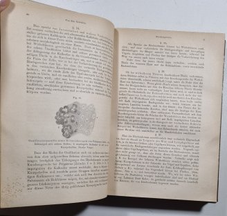 Lehrbuch der Histologie des Menschen und der Thiere