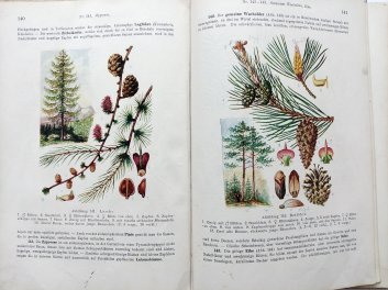 Grundrisz  der Naturgeschichte des Pflanzenreiches